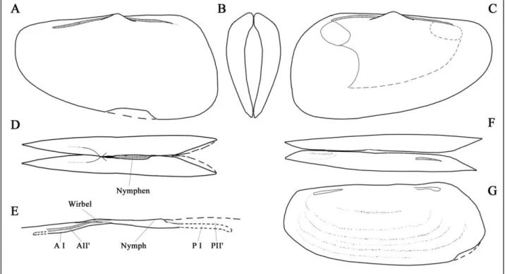 Abb.  7.    A-E:  Solecurtoidomya  senftii  (A NDREE ,1860).    A  linke  Klappe,    GG  314/49  (VP- (VP-oKS-52/S.s.1),  L  1,3  cm,  Steinkern  mit  Abdrücken  der  Laterlzähne,  Greifswalder  Oie/Vorpommern, Mittelcallovium (Lithotyp 7),   B Ansicht von