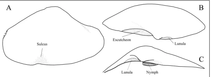Abb. 9. Erratomya calloviensis n. gen. n. sp.   A-B Holotypus GG 314/58, linke Klappe ei- ei-nes doppelklappigen Gehäuses, L 2,9 cm;  A lateral, mit ventralem Sulcus,   B dorsal, mit  kleiner  Lunula  und  gut  ausgebildeten  Escutcheon;  Lentschow  bei  L