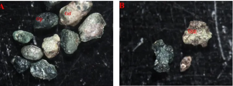 Fig. 9 : Glauconites évoluées à très évoluées (fractions 63 µm). A : glauconite à inclusions de pyrite (Gp) et glauconite dénaturée (Gd)