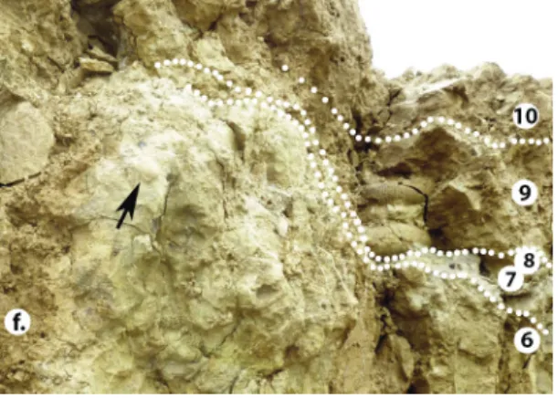 Figure 5 - Concentration d’ammonites stéphanocératidés dans la couche 9. La position horizontale est occasionnelle et d’autres exemplaires sont disposés dans toutes les directions y compris les verticales (voir fig