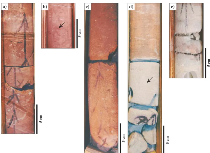 Fig. 2 - Les faciès à dominante argileuse : a) Faciès Fsm, argilite rouge. b) Faciès Fsm, intensément bioturbé (flèche)