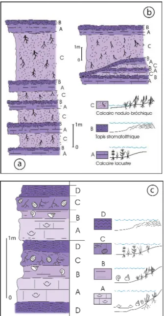 Fig. 9 - Depositional sequences with algal mats. Limestone unit L2;