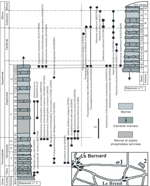 Fig. 3.- Le Toarcien inférieur et moyen du Bernard (Vendée). Succession lithologique, chronostratigraphie et biostratigraphie des brachiopodes