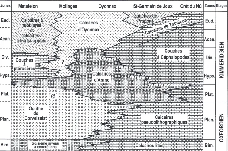 Fig. 3.- Schéma de corrélation des unités lithostratigraphiques de la limite Oxfordien-Kimméridgien et du Kimméridgien inférieur du Jura méridional et situation admise ici pour les ammonites de Molinges.