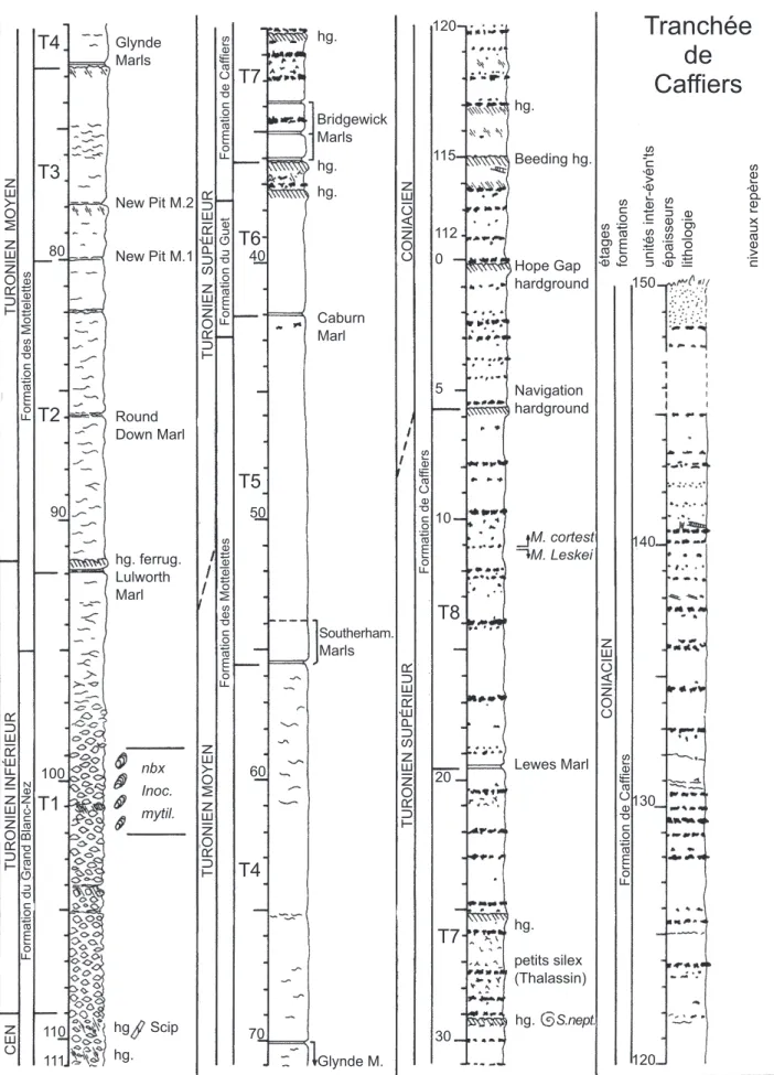 Fig. 5.- Lithologie des craies turoniennes à coniaciennes dans la tranchée de chemin de fer à Caffiers.
