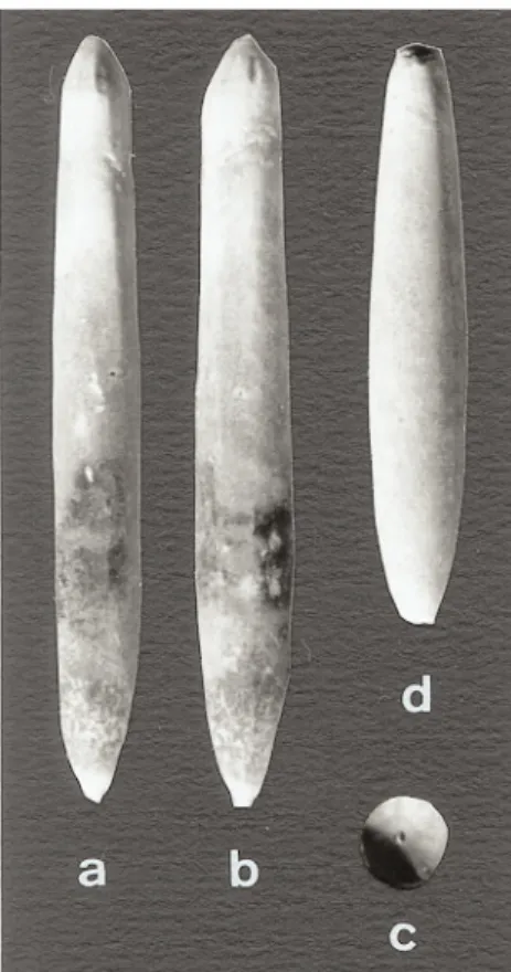 Fig. 7.- Actinocamax verus Miller, 1823. Deux spécimens d’un arrachement situé à quelques dizaines de mètres de la tranchée de Saint-Tricat et corrélé avec la base de la coupe (sous le banc à Echinocorys elevata) dans la partie supérieure du Santonien