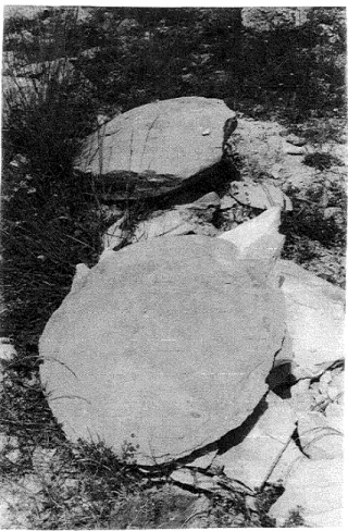Fig.  2. -  Nodules  fossiliftres de  la  zone  à Serpentinum,  extraits lors  du  tracé de  la  nouvelle  picte 