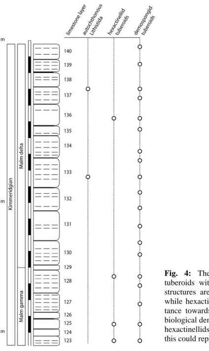 Fig. 4: The vertical distribution of sponges and  tuberoids within Malm delta shows that demosponge  structures are predominant throughout the succession,  while hexactinellid sponge structures are losing  impor-tance towards the upper Malm delta