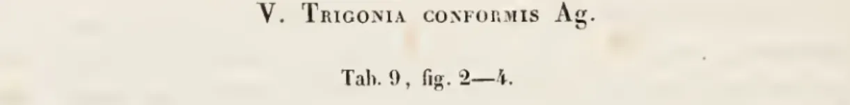 Tab. 9 , fig. 2—4.