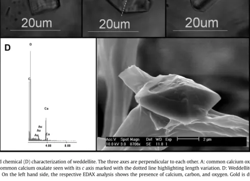 Fig. 3. Morphological (AeC) and chemical (D) characterization of weddellite. The three axes are perpendicular to each other