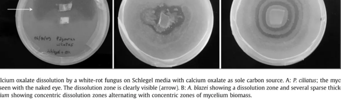 Fig. 6. Screening of calcium oxalate dissolution by a white-rot fungus on Schlegel media with calcium oxalate as sole carbon source