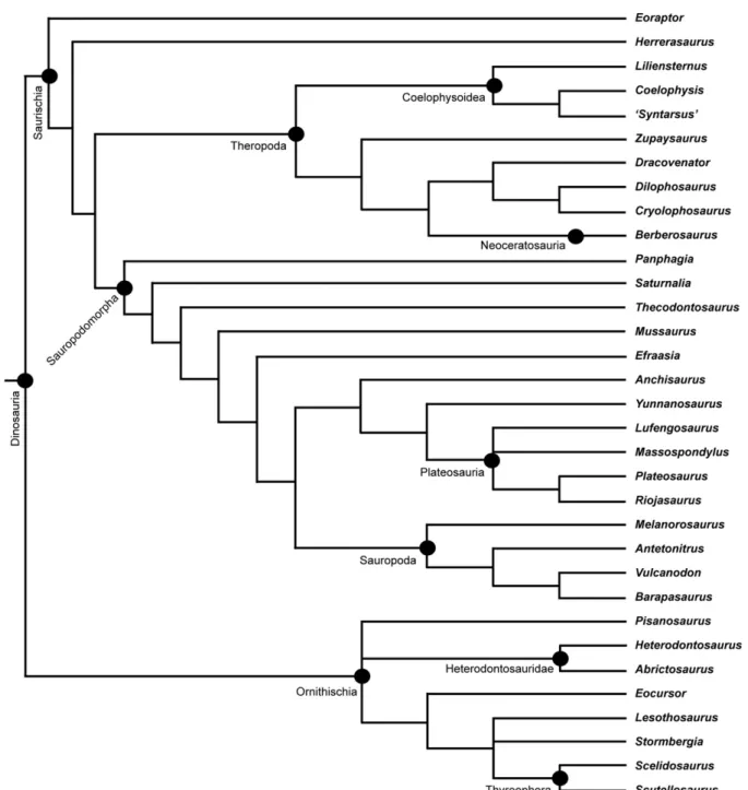 Fig. 6. A framework phylogeny (cladogram) of several of the most complete and important Triassic and Jurassic dinosaurs, with major clades denoted