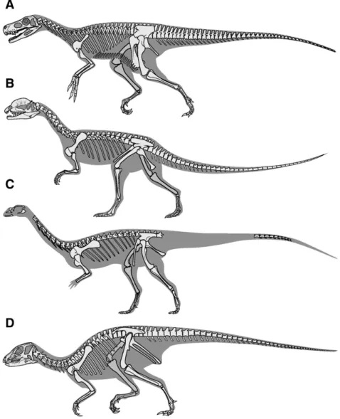 Fig. 3. Skeletal reconstructions of four Late Triassic–Early Jurassic dinosaurs, representing the major subgroups of early dinosaurs