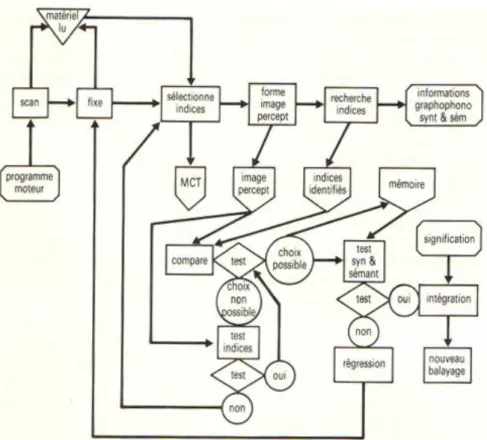 Figure 1 : Modèle cognitif de la lecture de Goodman (Zagar, 1992, p.16). 