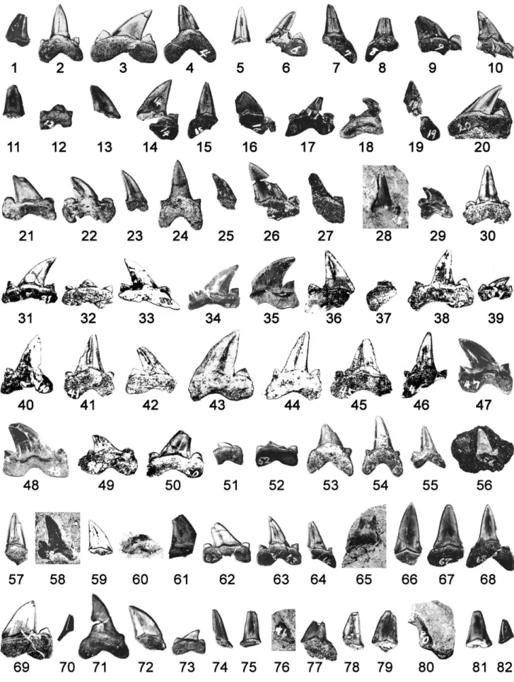 FIGURE 2. Eighty-two loose teeth of Cretalamna appendiculata (Agassiz) (NSM PV 21870, which also include ﬁve teeth depicted in Fig