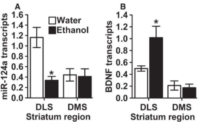 Fig. 1. Voluntary ethanol consumption induced changes in the miRNA124a and BDNF mRNA levels in the rat striatum