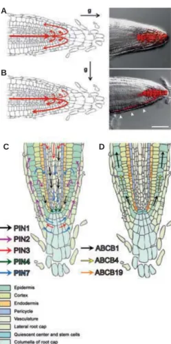 Fig. 2. Techniques for quantifying auxin concentrations and ﬂuxes.A, B: