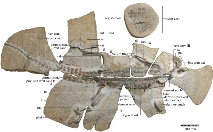 Figure 2. Skeleton of Isisfordia duncani gen. et sp. nov. (QM F36211, holotype) in dorsal aspect