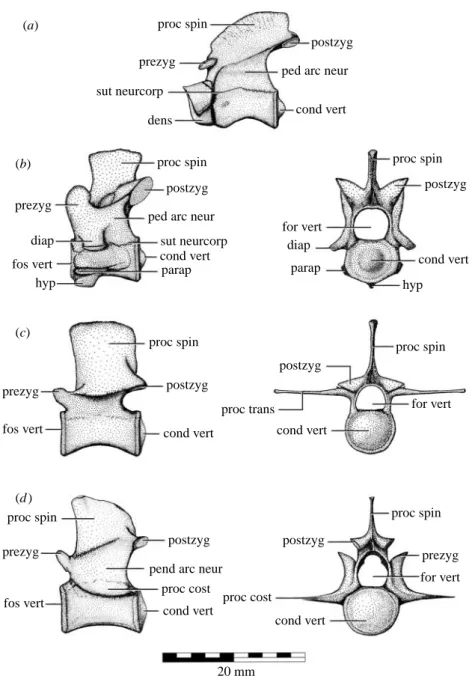 Figure 3. Axial osteology of Isisfordia duncani gen. et sp. nov. Schematic interpretations of selected vertebrae from QM F36211 (holotype): (a) axis in left lateral aspect; (b) cervical vertebra III in left lateral and caudal aspect; (c) lumbar vertebra II