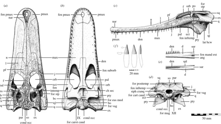 Figure 4. Cranial and mandibular osteology of Isisfordia duncani gen. et sp. nov. Schematic interpretation of the skull (QM F44320; paratype) in (a) dorsal, (b) palatal, (c) left lateral and (d ) occipital aspect; (e) schematic interpretation of the mid-ca