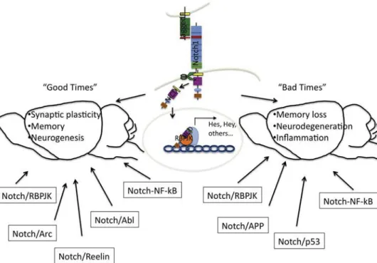 Fig. 1. Brain function and dysfunction through Notch signaling. Simplistic representation of the Notch/RBPJK signaling cascade, which is involved (arrows) in physiological brain functions (“good times”) or pathological conditions (“bad times”) in the matur