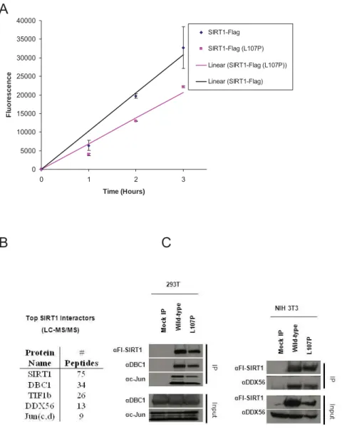 Figure S3. Measurement of SIRT1-L107P deacetylase activity and detection of  SIRT1 and SIRT1-L107P protein-protein interactions 