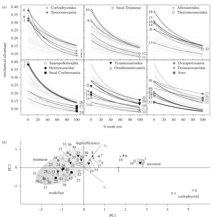 Figure 2. Biomechanical profile plots and function space occupation. (a) Best-fit polynomial lines for MA against per cent tooth row in 41 theropod taxa and Plateosaurus represent biomechanical profiles of biting efficiency along the entirety of the tooth 