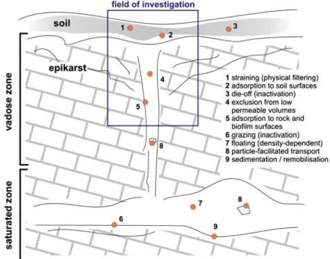 Fig. 1 Possible processes operating in the vadose and saturated zone of karst aquifers that may affect microorganism mobility