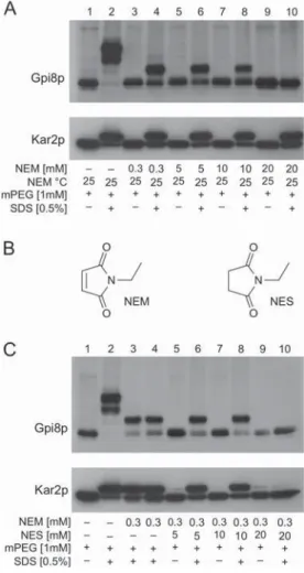Figure 2 Kar2p compared with Gpi8p as control of microsomal integrity
