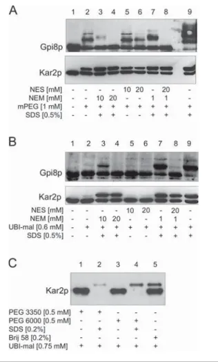 Figure 4 ER membrane permeability to mPEG and UBI-mal (A and B) Microsomes were incubated at 25 ◦ C with mPEG (A) or UBI-mal (B) and processed by Western blotting as in Figure 3