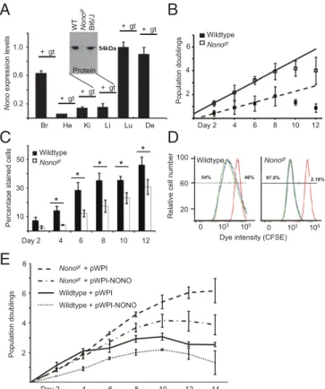 Fig. 1. Mice de ﬁ cient for NONO show increased cell division and reduced senescence. (A) NONO RNA expression measured by qPCR in various tissues taken from WT ( + ) and Nono gt animals (gt, not detectable)