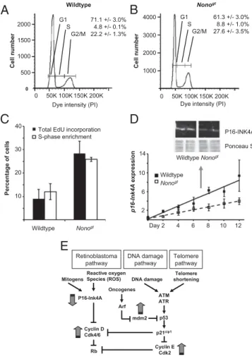 Fig. 2. NONO-de ﬁ cient mice show an increased proportion of cells in S phase and reduced levels of p16-Ink4A