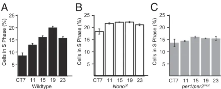 Fig. 5. NONO protein is necessary for circadian gating of the cell cycle in primary ﬁ broblasts