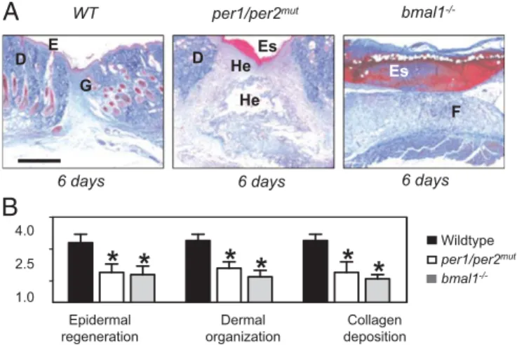 Fig. 7. Functional circadian clock is necessary for correct dermal wound healing. (A) Masson-Goldner trichrome staining of 6-d wounds from WT (Left), per1/per2 mut (Center), and bmal1 −/− mice (Right)