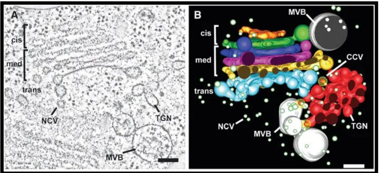 Figure  2:  Electron  tomographic  reconstruction  of  a  Golgi  stack  and  associated  structures  of  developing Arabidopsis seed