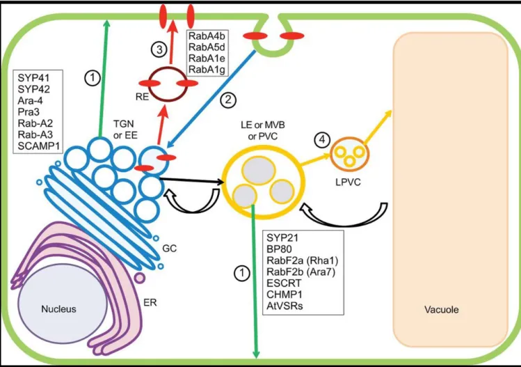 Figure copied from  (Contento and Bassham 2012)