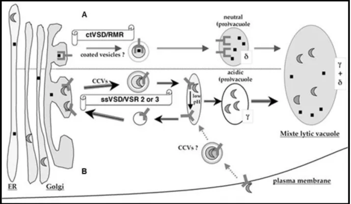 Figure 6: Model of vacuolar sorting pathways in vegetative cells. 