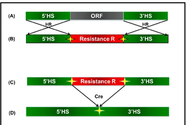 Figure 9:  ORF deletion using a replacement vector in P.patens 