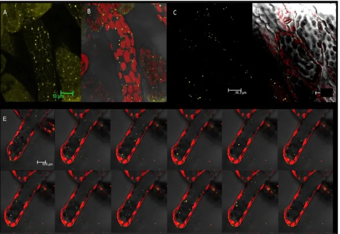 Figure 3: Subcellular localization of the TGN reporter  