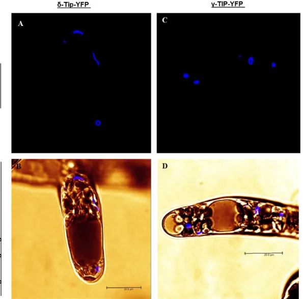 Figure 6: Localization of γ-TIP-YFP and δ-TIP-YFP structures separate from vacuoles 