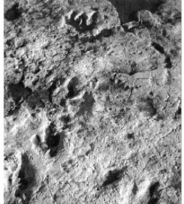 Fig. 1  -  Impronte di dinosauro nel livello del campeggio Lanterna come apparivano nel 1977  (foto A
