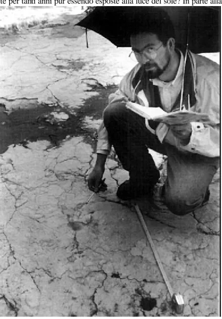 Fig. 2 -  17 Maggio 1995, la scoperta di una nuova pista di dinosauro teropode (nella foto un  impronta è indicata con la penna da F.M