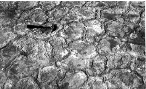 Fig. 1  -  Particolare della originaria superficie di cava (coperta da  mud-cracks fossili  splendidamente conservati) nel 1977 (foto A