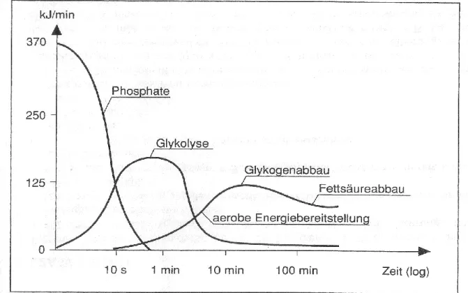 Abb. 1 Energiebereitstellung( nach BADTKe et al.1987) (aus Spring 2005) 