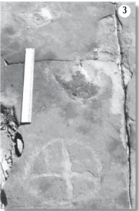 Figura 3 - Pegada de um terópode associada a um petroglifo indígena. Serrote do Letreiro, bacia de Sousa.