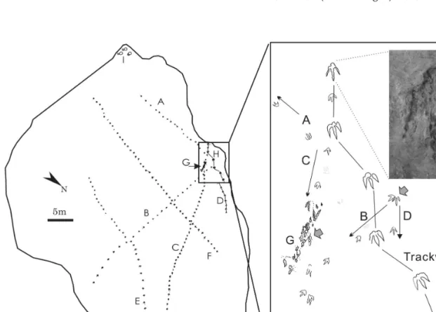 Fig. 1. Drawing map showing the trackways of Level 1 tracksite (modified after Huh et al., 2001)