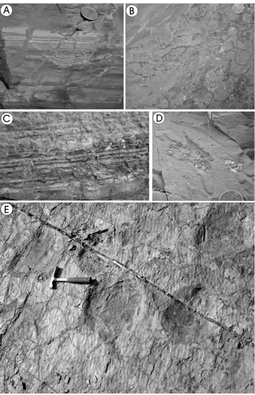 Fig.  3.  Occurrence  of  dinosaur-track  bearing  deposits  in  study  area.  (A)  Interlaminated  fine-grained  sandstone  to  siltstone  and  mudstone  with  desiccation  cracks