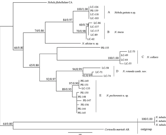 Fig. 9. Maximum likelihood bootstrap consensus tree of 31 Nebela collaris s.l. testate amoeba COI sequences based on 300–665 nucleotide positions