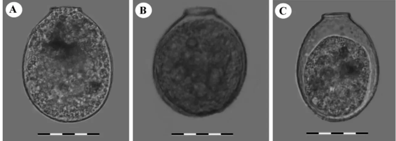 Fig. 4. Light micrographs of clade D cells (Nebela rotunda): A. LC-58, B. LC-71, C. LC-74 from Le Cachot population, Switzerland