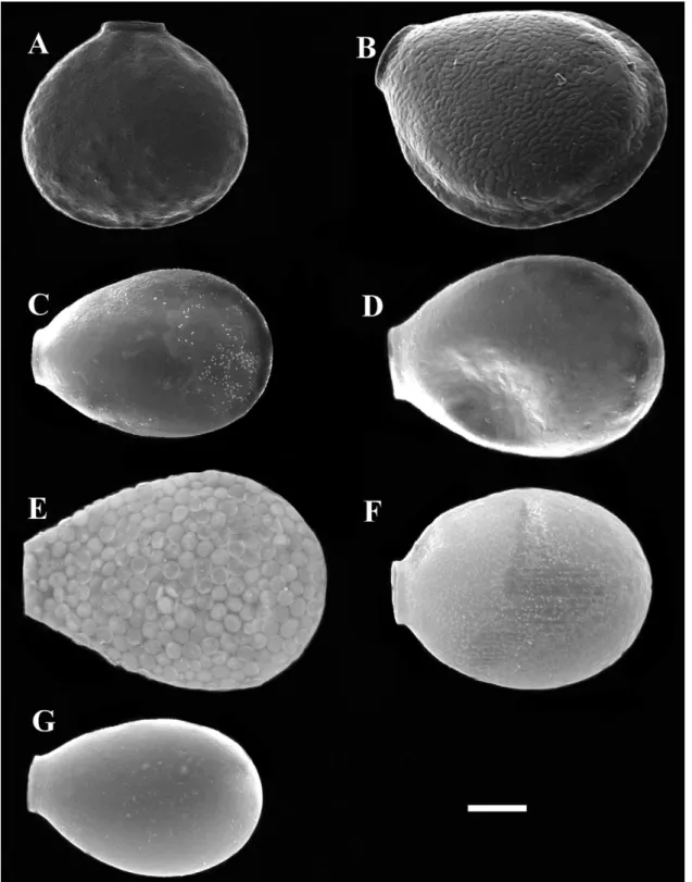 Fig. 7. Scanning electron micrographs of cells from each species-population: A. Nebela flabellulum from Lynn Peak, Canada, B